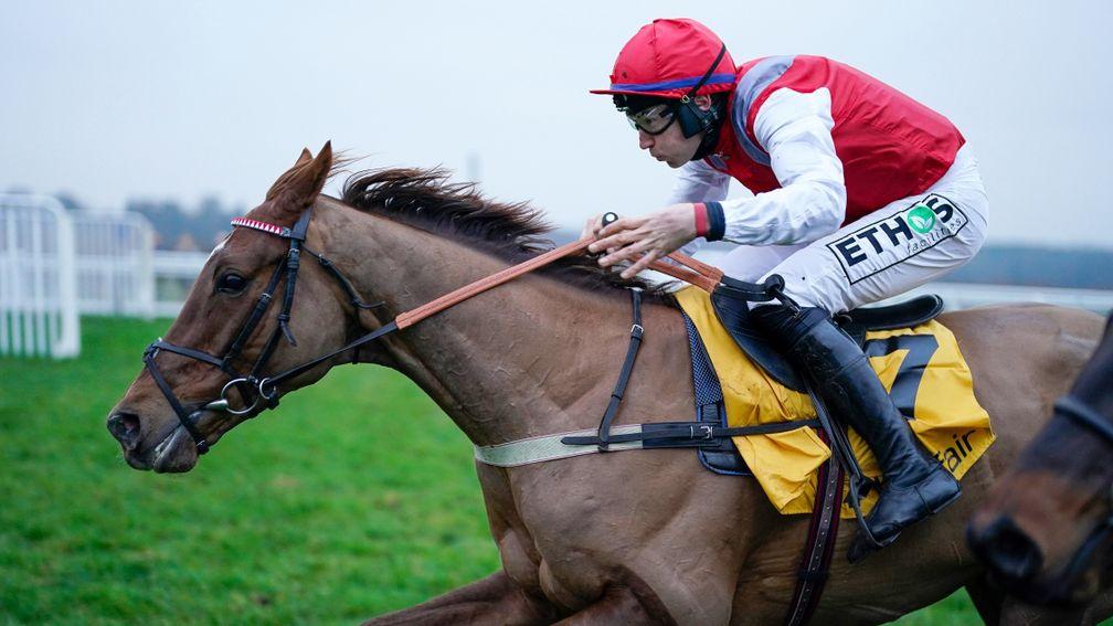 Tritonic: could head to the Betfair Hurdle next