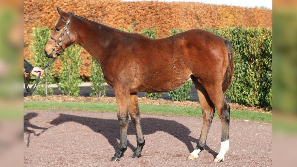 The €110,000 Fascinating Rock filly out of Listed winner Bebhinn