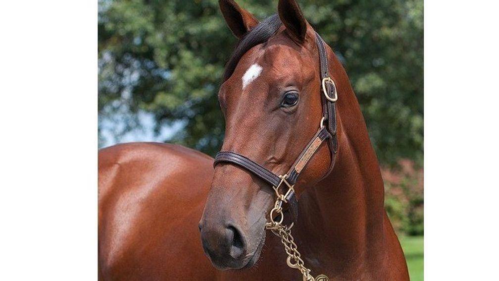 Egyptian Storm: a half-sister to Graded stakes winner The Lieutenant as well as Justify
