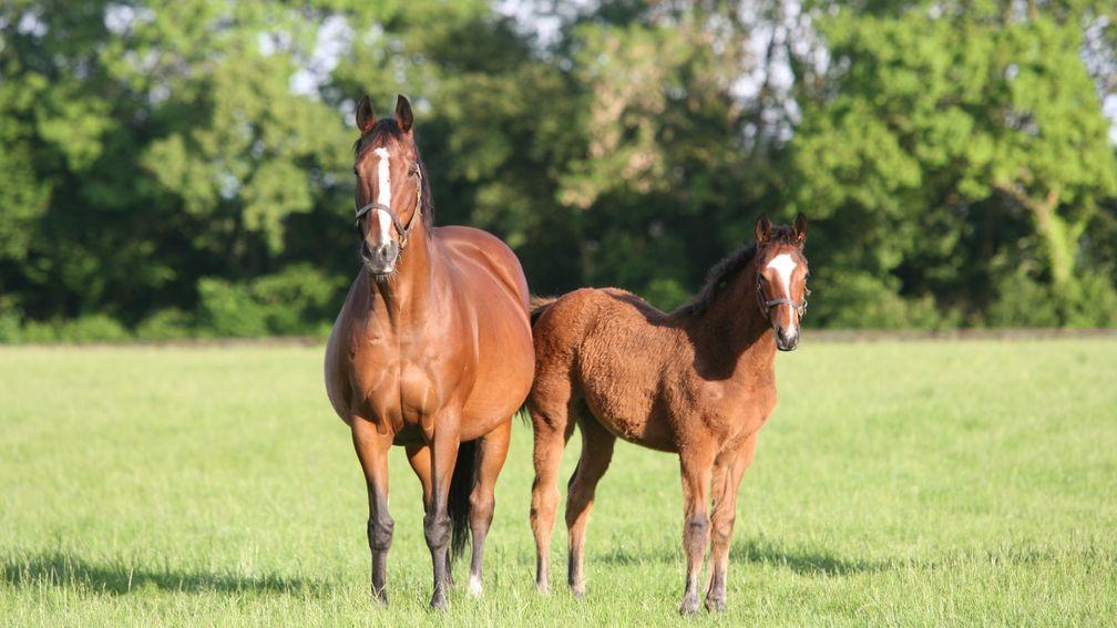 Zenda and her 2014 Bated Breath filly, who became Present Tense