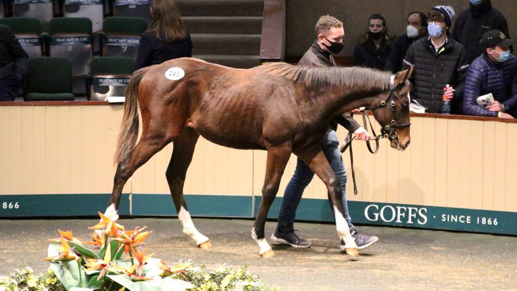 Lot 245: the session-topping Mehmas colt brings €140,000 from Tally-Ho Stud