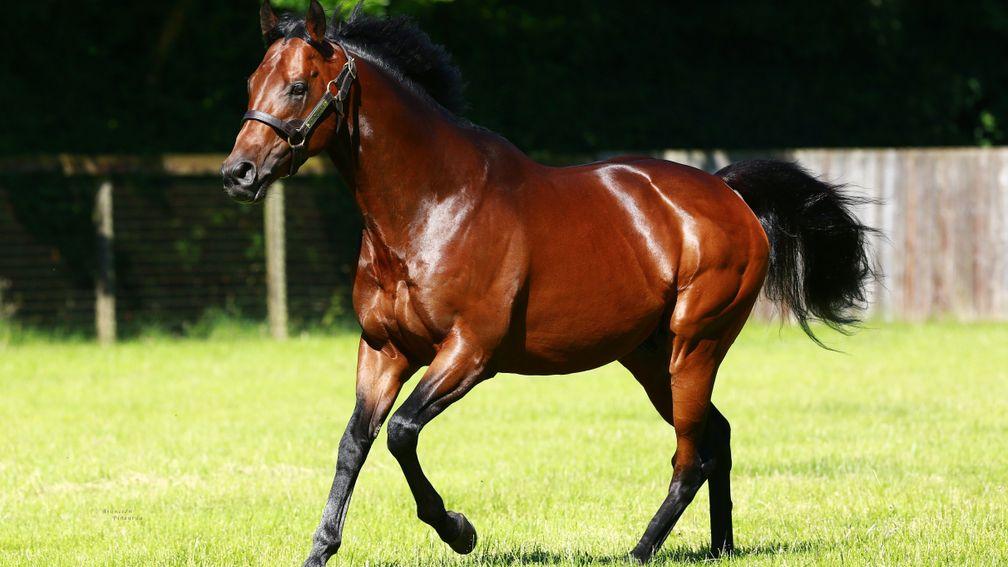 Kingman: supplied his first winner when Calyx won at Newmarket