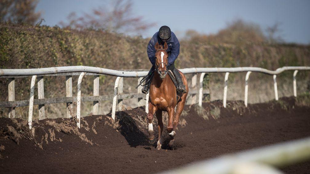 Limini on the gallops at Willie Mullins' yard