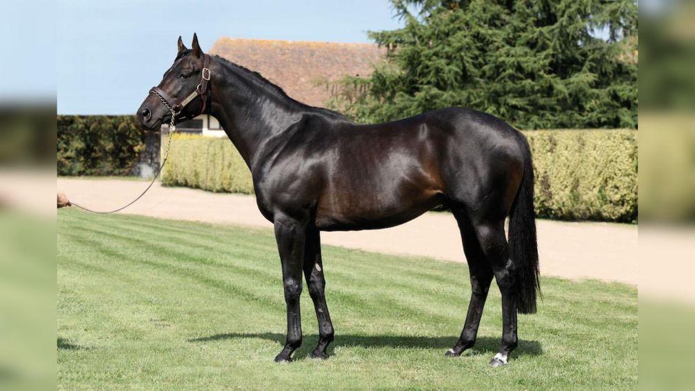 Le Havre: heads the Sumbe stallion roster