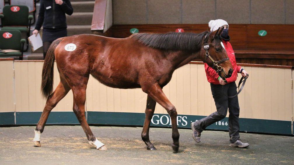 Lot 673: the Frankel filly out of Marvada bought by Blackstar Bloodstock for €440,000