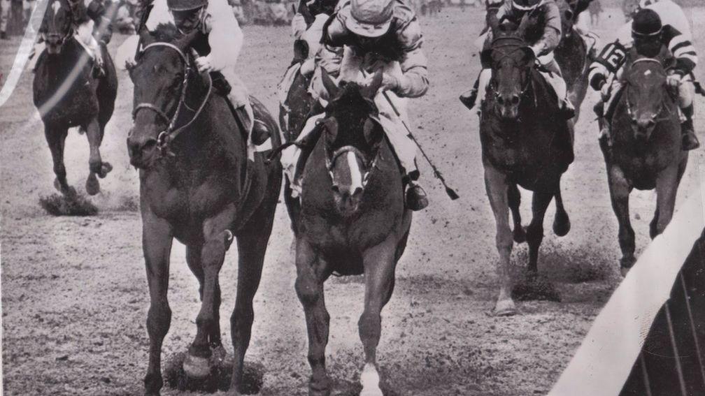 Northern Dancer, the little horse with blinkers and a skewed blaze, registers his breed-changing success in the 1964 Kentucky Derby