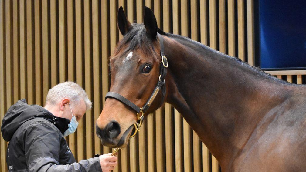 Osaila proved the star turn at Arqana on Wednesday, when hammered down for €200,000