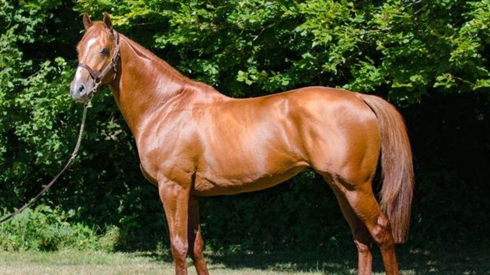 Nirvana Du Berlais: stallion share offered through Auctav proved popular