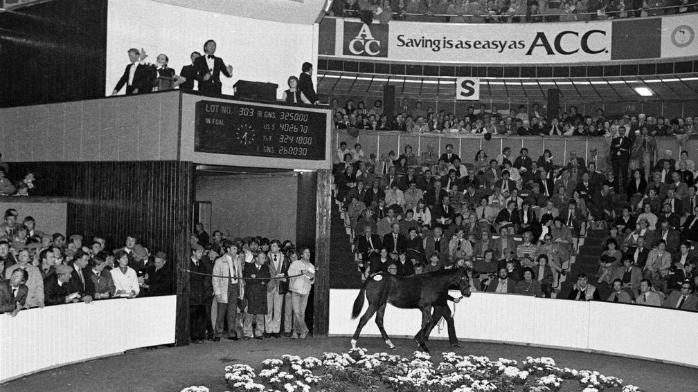 The Shergar foal who would become Authaal goes through the ring at Goffs as a foal