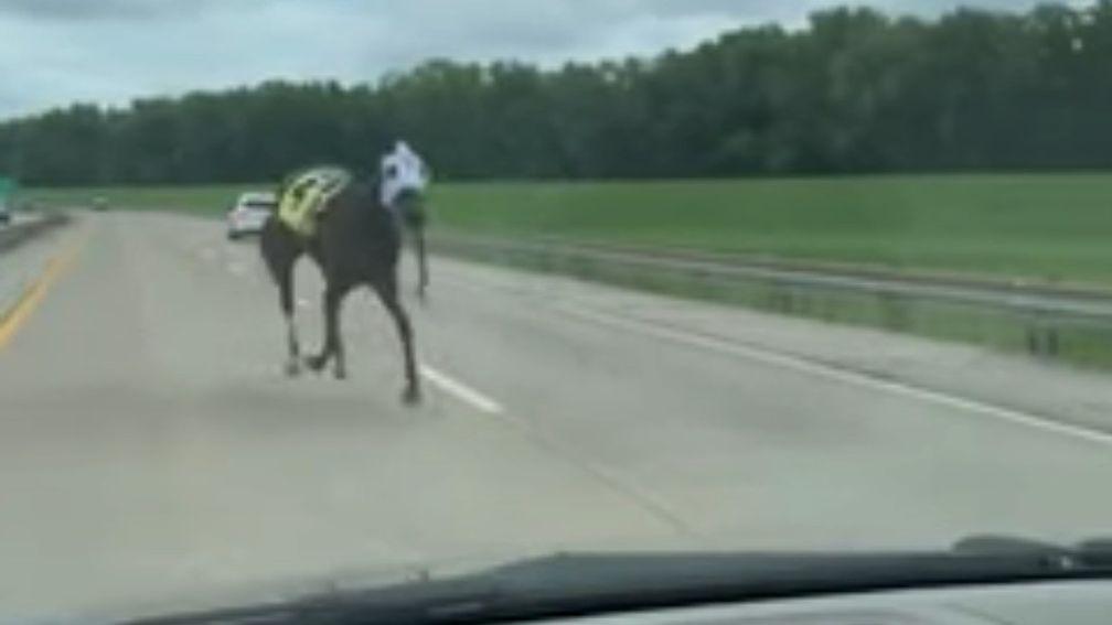 Bold And Bossy pictured on a Kentucky highway