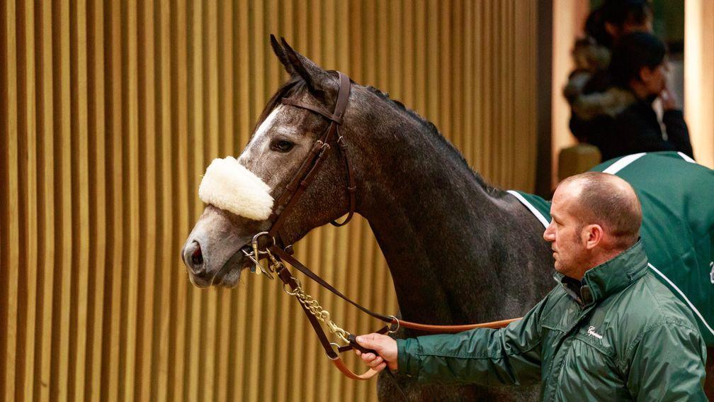 Lily's Candle strikes a pose in the Arqana ring