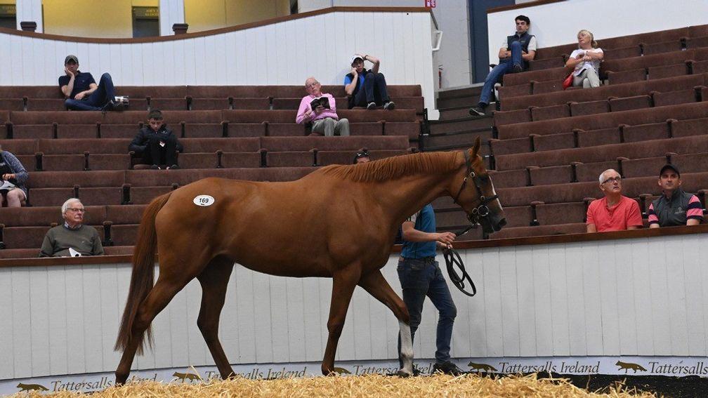 Lot 169: the first-crop Highland Reel filly bought by Tom Malone