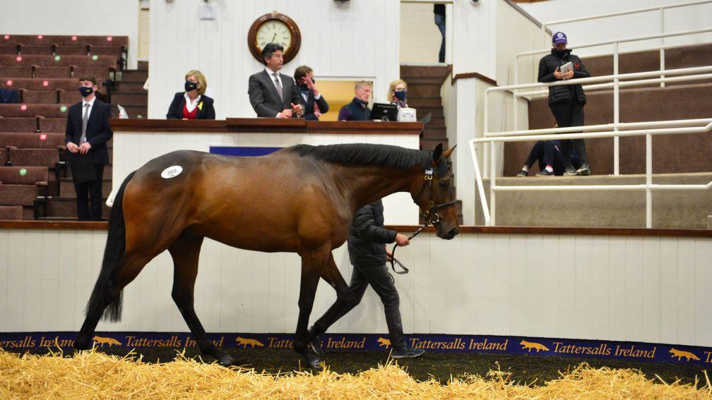 Top lot: the son of Walk In The Park and Cuteasafox makes €280,000 to the bid of Eddie O'Leary, acting on behalf of Bective Stud