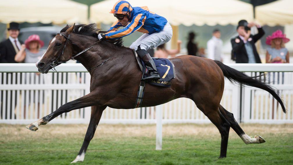 Idaho: bidding for his first win since last year's Hardwicke Stakes