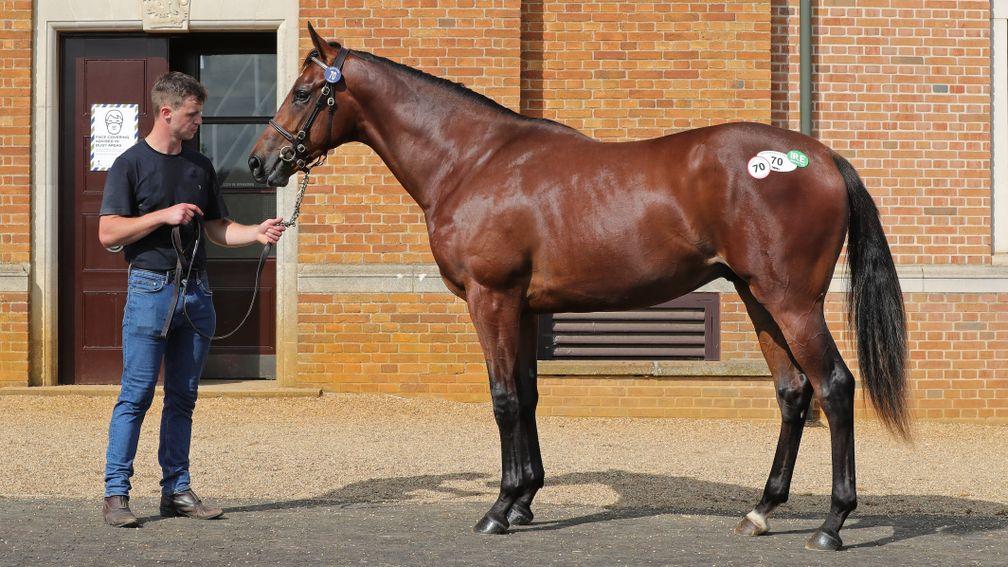 Lot 70: the £85,000 Make Believe colt strikes a pose