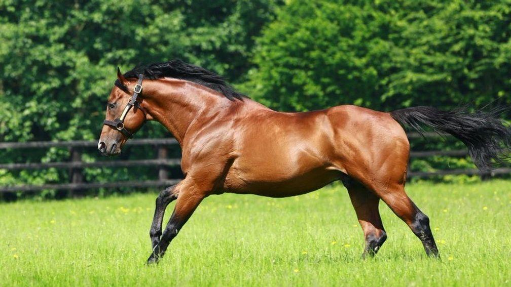 Siyouni: Haras de Bonneval resident is sire of Laurens and Sottsass