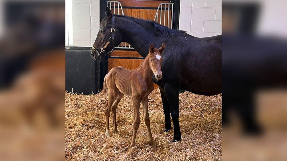 Chasemore Farm's Zoustar filly out of Opportuna