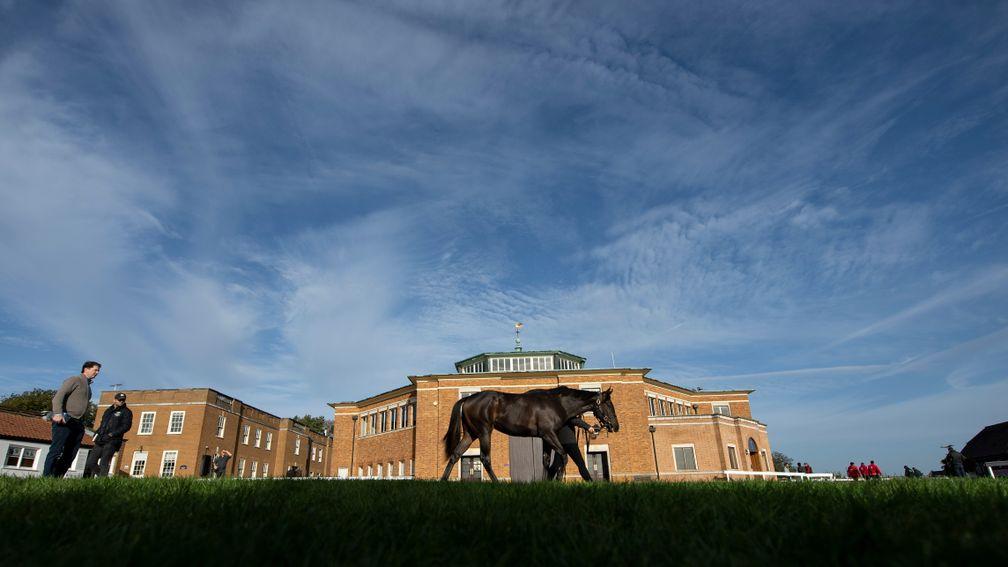 Tattersalls Ireland's event will be held in Newmarket later in the month