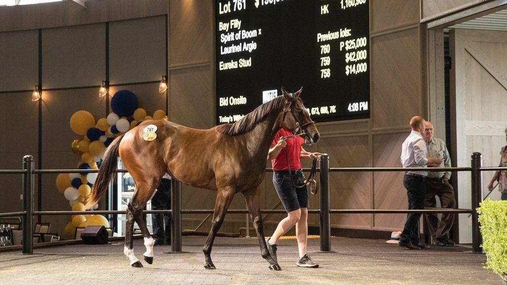 Inglis: Classic Yearling Sale concluded with strong results on Tuesday