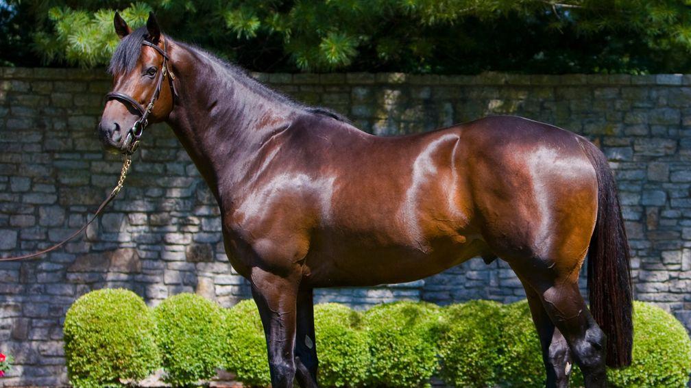 Scat Daddy: the late stallion is much missed by Coolmore