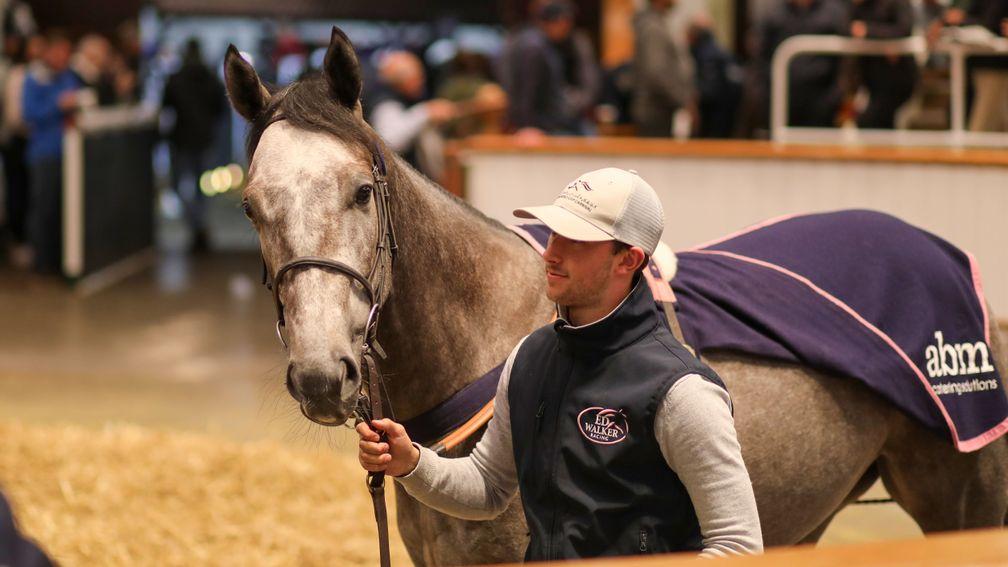 Amichi: Tattersalls Somerville Auction and Tattersalls October Auction Stakes winner goes the way of Najd Stud for 325,000gns