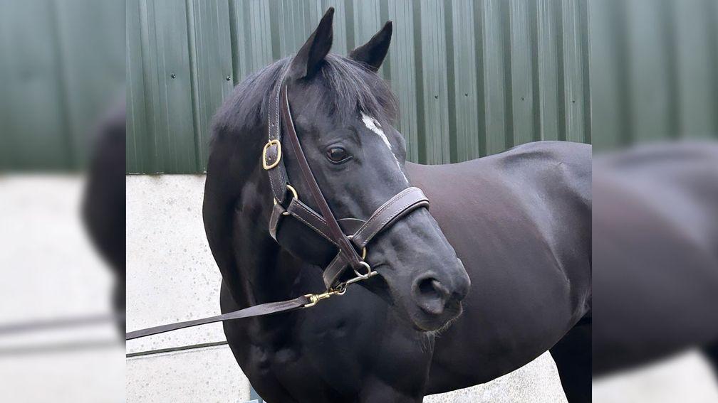 Marie's Diamond: new to the sire ranks for 2024