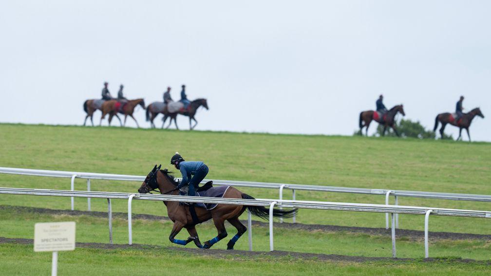 Where it all began: horses still exercising on Warren Hill, all these years after Charles II