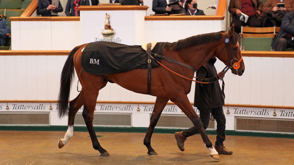 Lot 577: Hannibal Barca sells for 500,000gns at Tattersalls