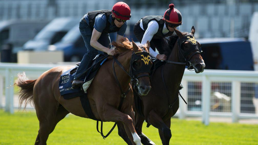 Happy Like A Fool (left) works at Ascot last week in preparation for the Queen Mary