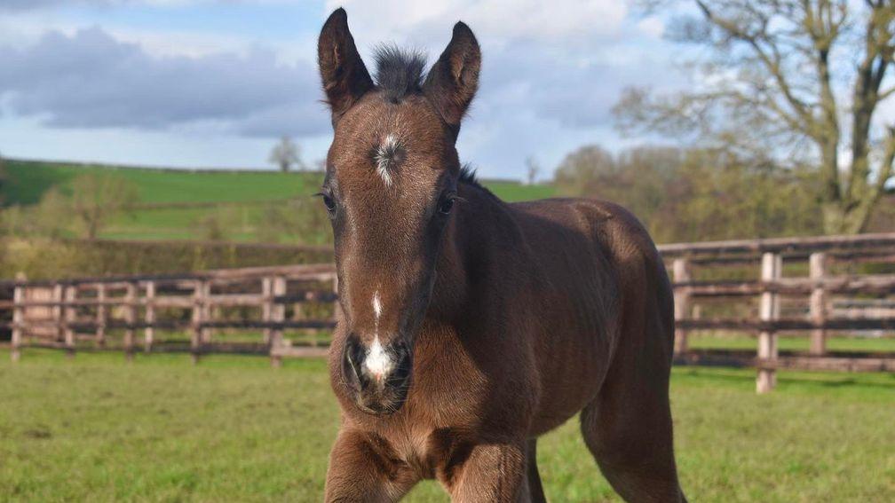 Branton Court Stud's Too Darn Hot colt out of Celestial Queen, a half-sister to Fallen Angel