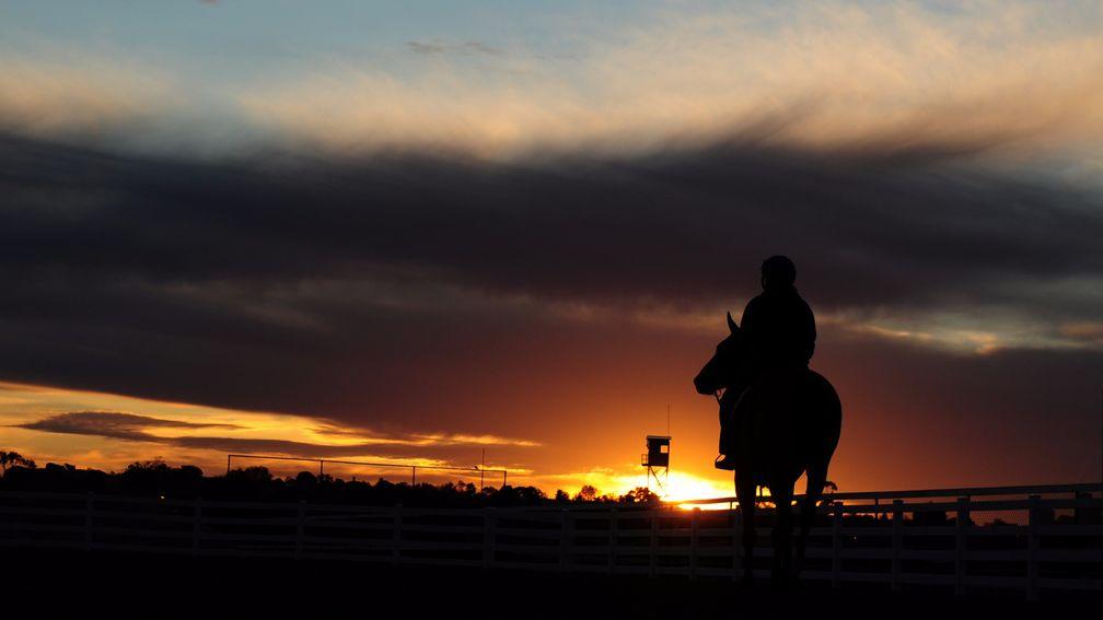 MELBOURNE, AUSTRALIA - OCTOBER 25:  General view of horses heading out for trackwork session on the course proper at Flemington Racecourse on October 25, 2016 in Melbourne, Australia.  (Photo by Vince Caligiuri/Getty Images)