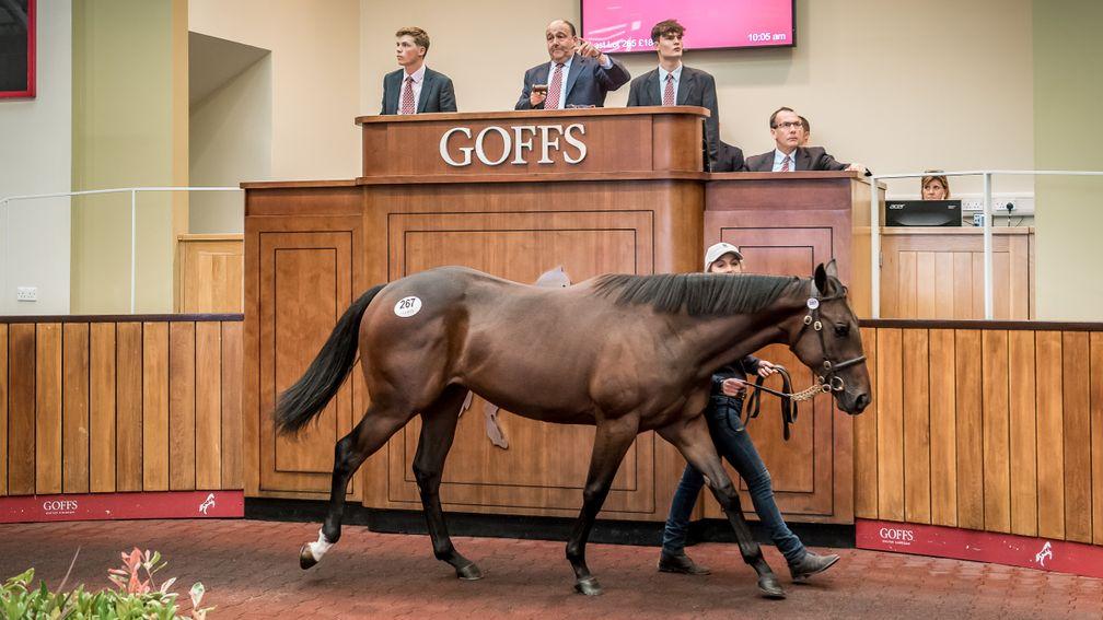 Lot 267: Acclamation filly ex Swiss Kiss topped the second day of the Premier Yearling Sale