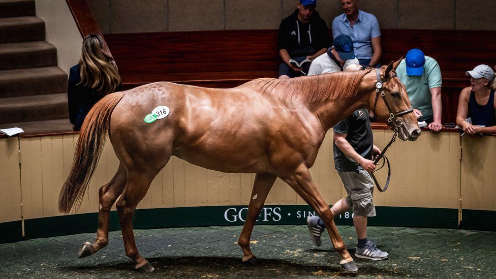 The Doctor Dino gelding sold by Altenbach Bloodstock for €185,000