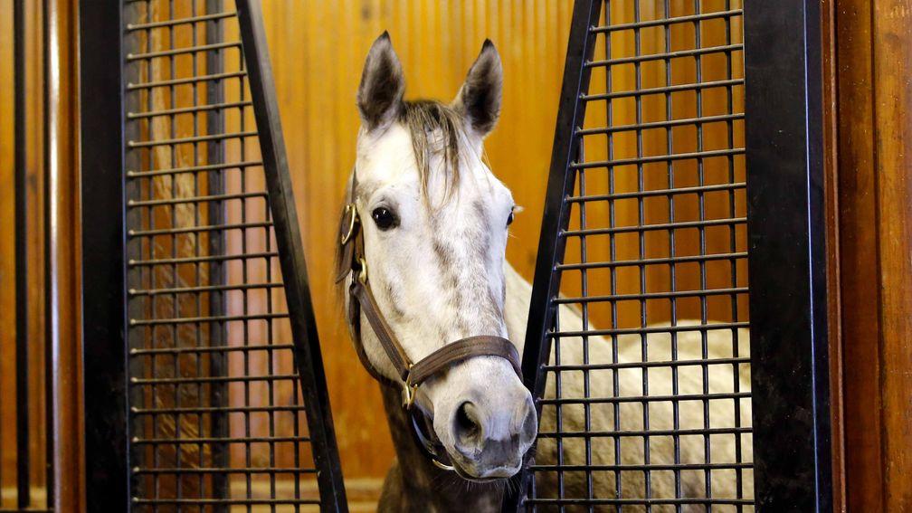 Unique Bella: the daughter of Tapit is due to visit Medaglia D'Oro for her first cover