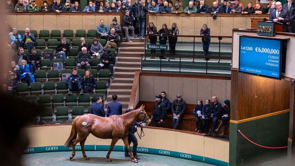 Alpine Star equals the record price for a horse sold at public auction in Ireland - as did her half-sister later on