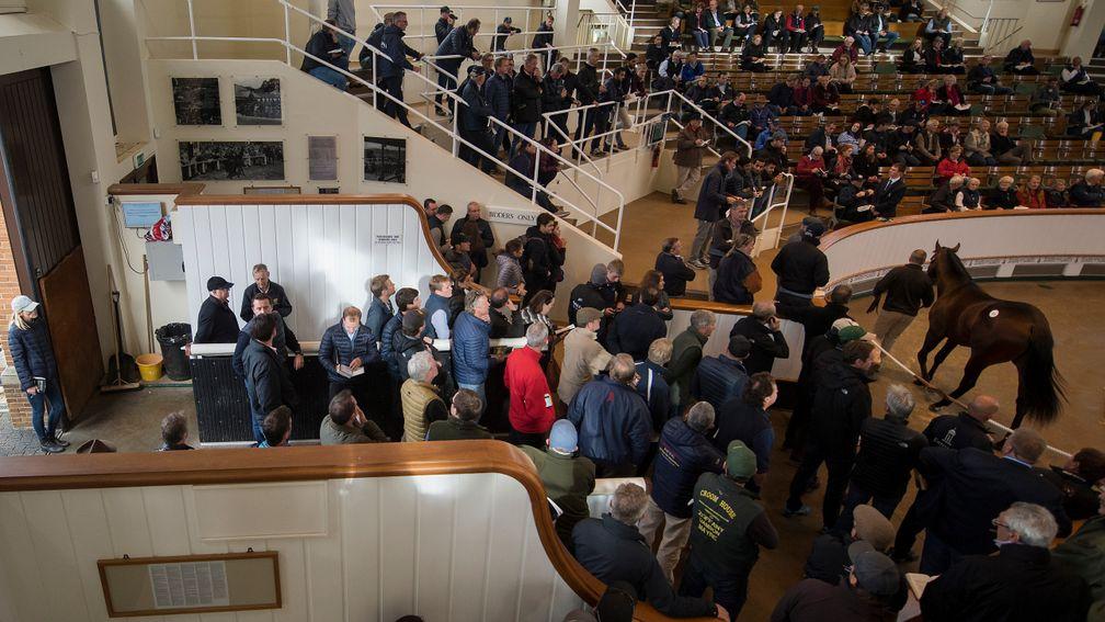 The famous Tattersalls sales ring