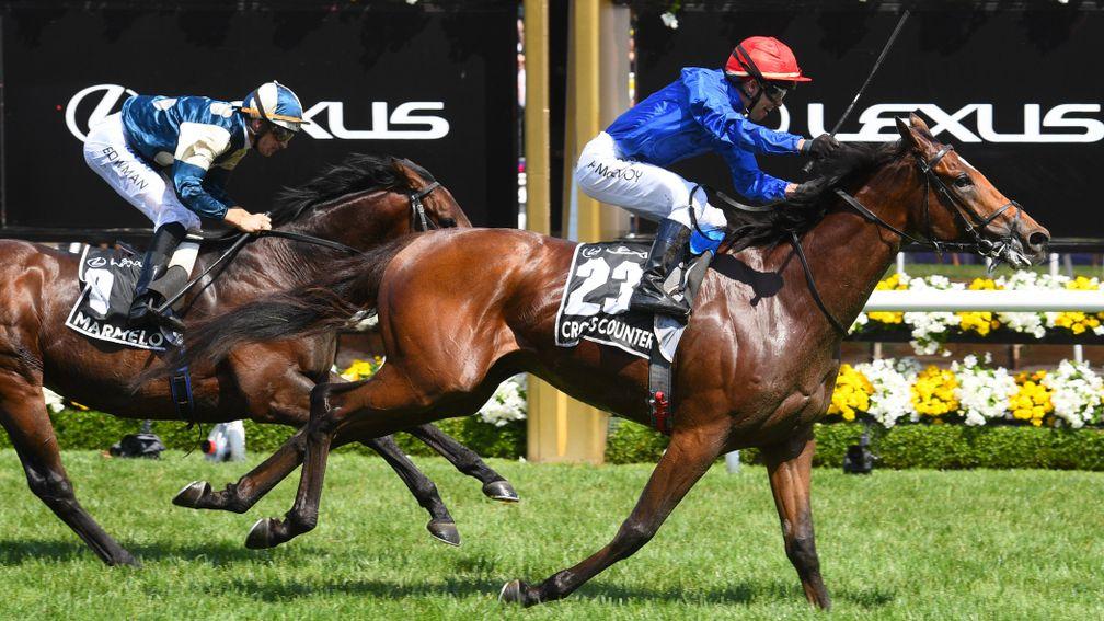 Cross Counter: will be ridden by James Doyle in next month's Melbourne Cup
