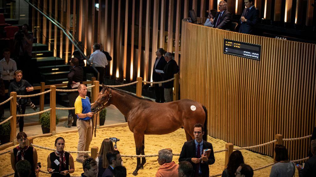 The Gurkha colt out of Larceny in the ring before being knocked down to MV Magnier for €525,000