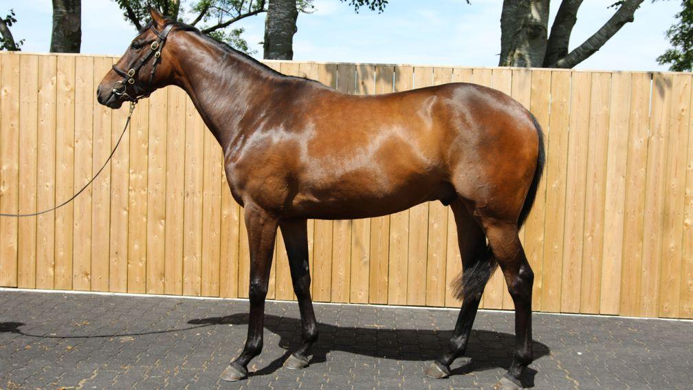 The Kayf Tara gelding who will join Olly Murphy after selling for €250,000