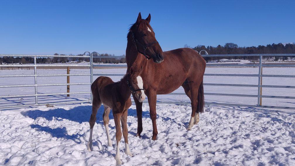 Therese Staffansson's Saint Irini and her filly foal by Red Cactus 
