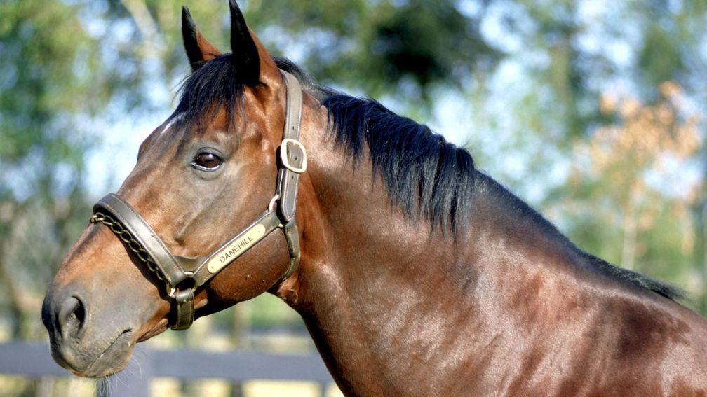 Danehill, one of the most influential sires of the modern era, at Coolmore Australia in 1997