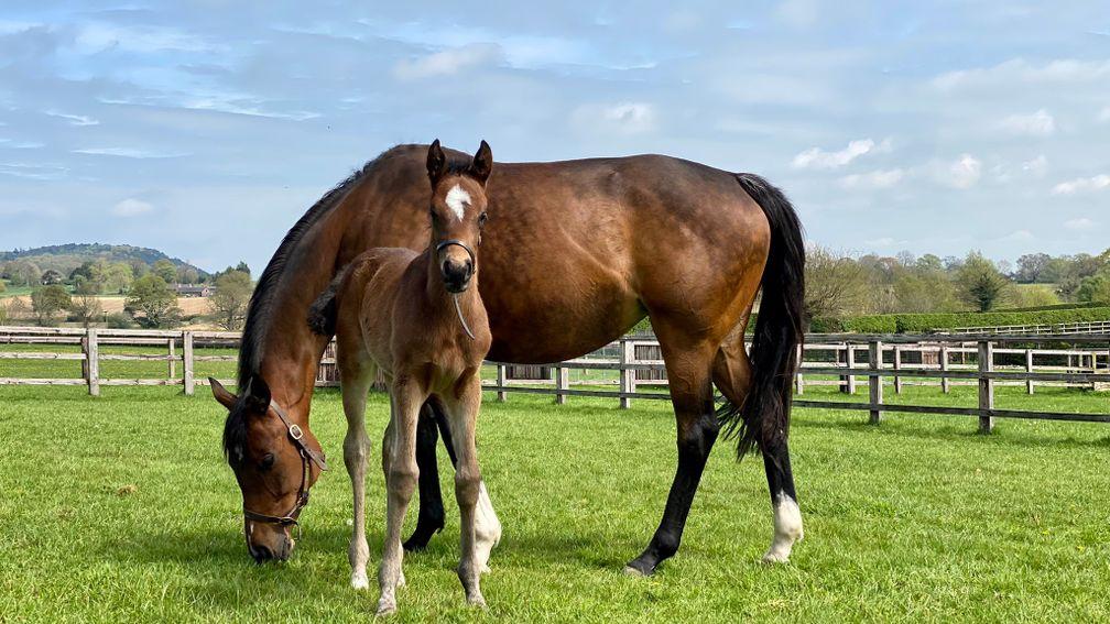 Goldford Stud's Nathaniel filly out of the smart Floressa 
