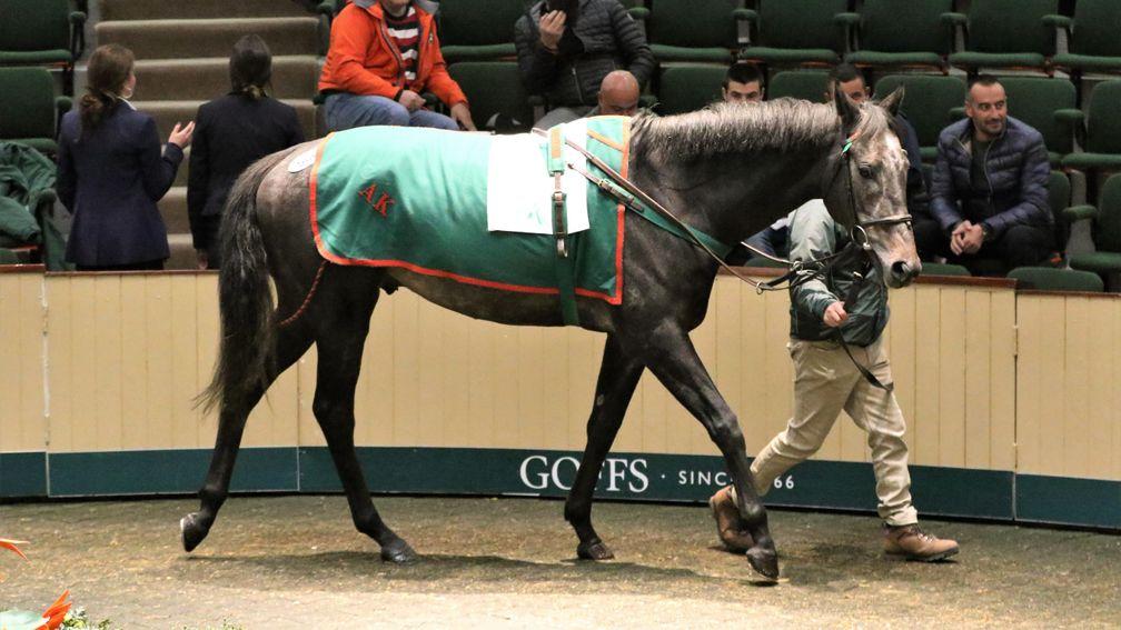 Shelir, by Dark Angel out of Shelina and from Aga Khan Studs topped trade when sold to Jason Kelly Bloodstock for €70,000 at Goffs Horses In Training Sale