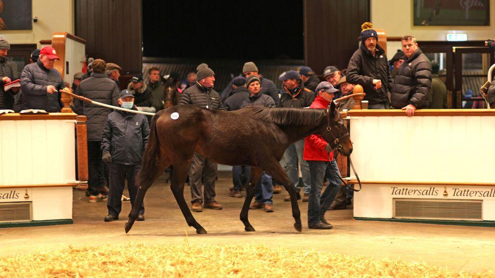 Lot 691: the Sea The Stars filly from Whatton Manor Stud sells for 225,000gns