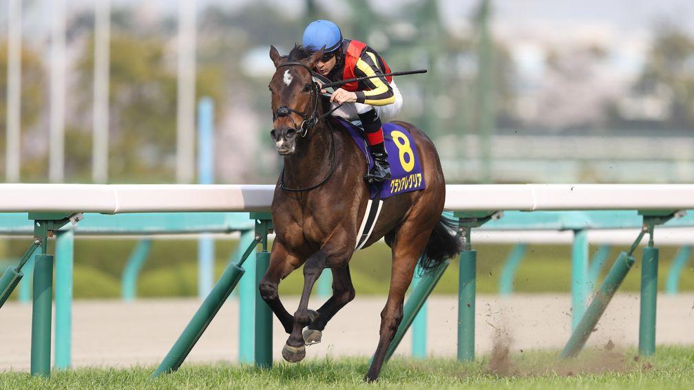 Won by Gran Alegria 12 months ago, the Japanese 1,000 Guineas (Oka Sho) takes place at Hanshin on Sunday