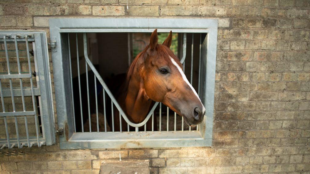 Stradivarius peers out from the back of his box at Clarehaven Stables
