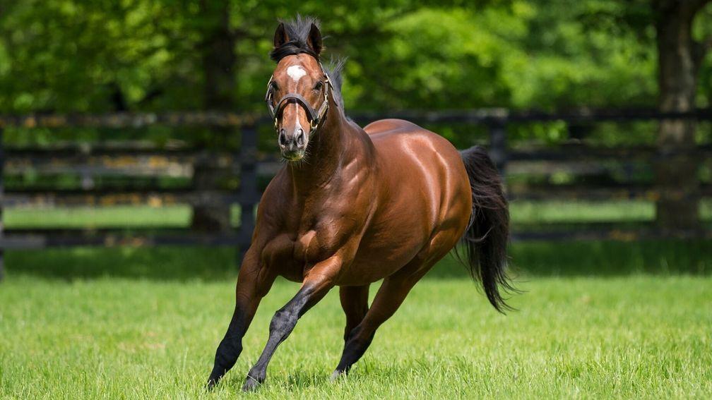 Free Eagle: progeny is expected to thrive at three
