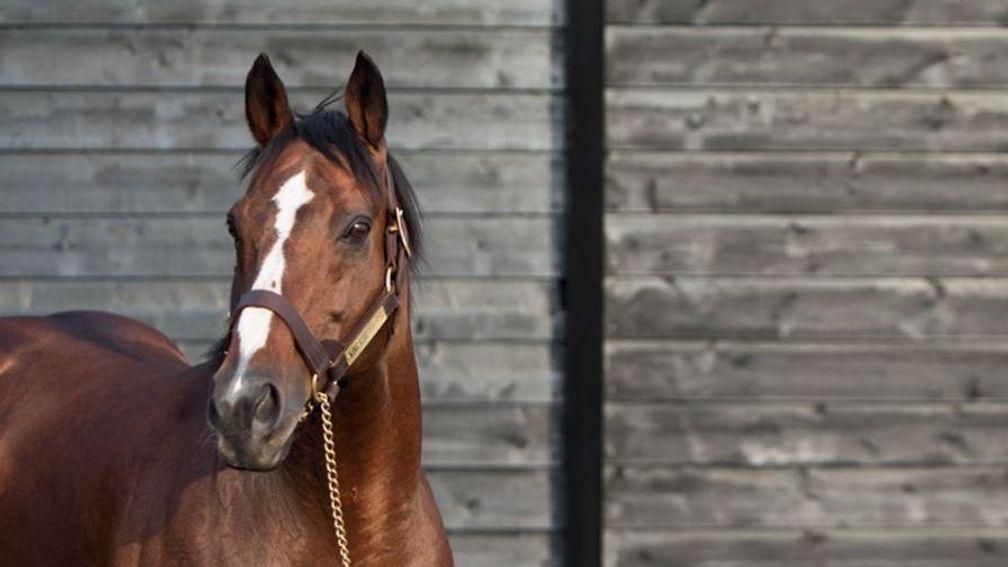 King's Best: the half-brother to Urban Sea was a dazzling winner of the 2,000 Guineas