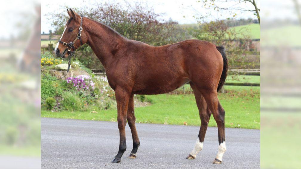 Lot 740: the sister to Shalaa set to be offered by Castlefarm Stud at the Goffs November Sale