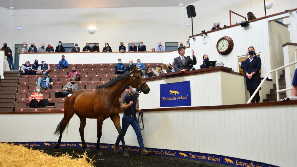 The three-parts brother to Hurricane Fly sells to Michael Shefflin and Paul Holden at €200,000 at the Tattersalls Ireland Derby Sale